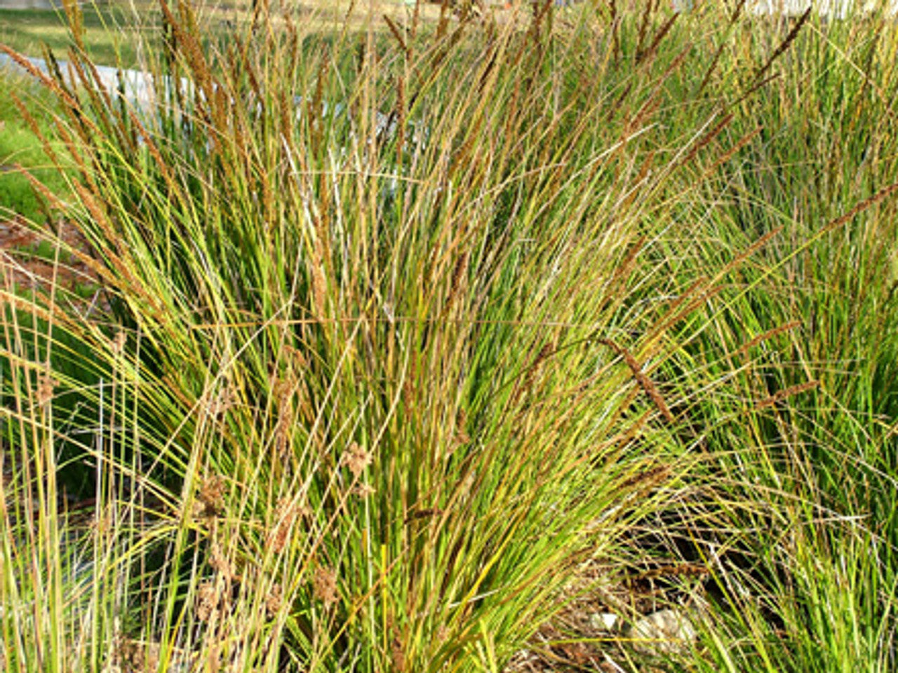 Sedge (Tall)