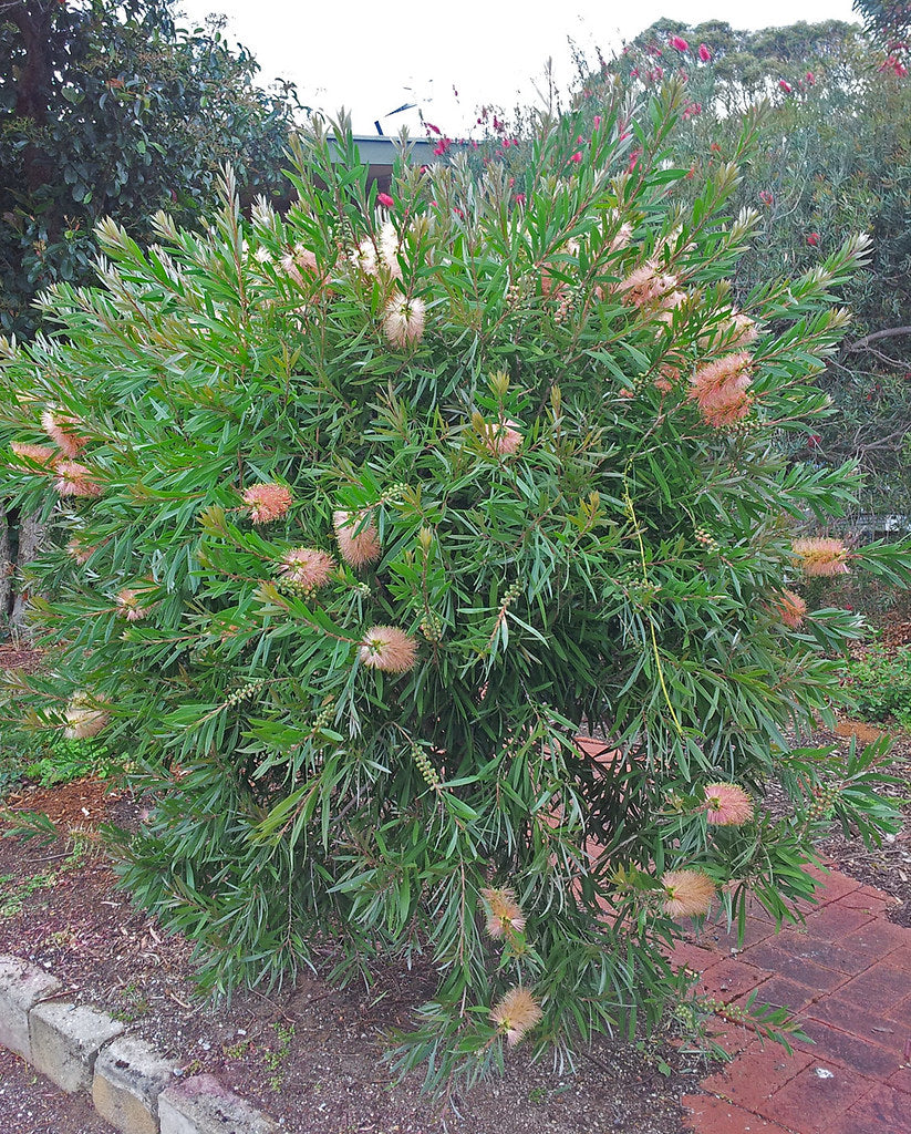 Callistemon (Pink Champagne)