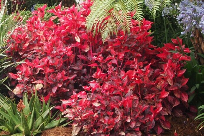 Bloodleaf