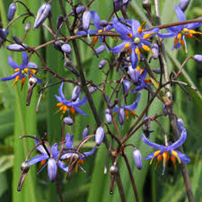 Lily (Blue Flax)