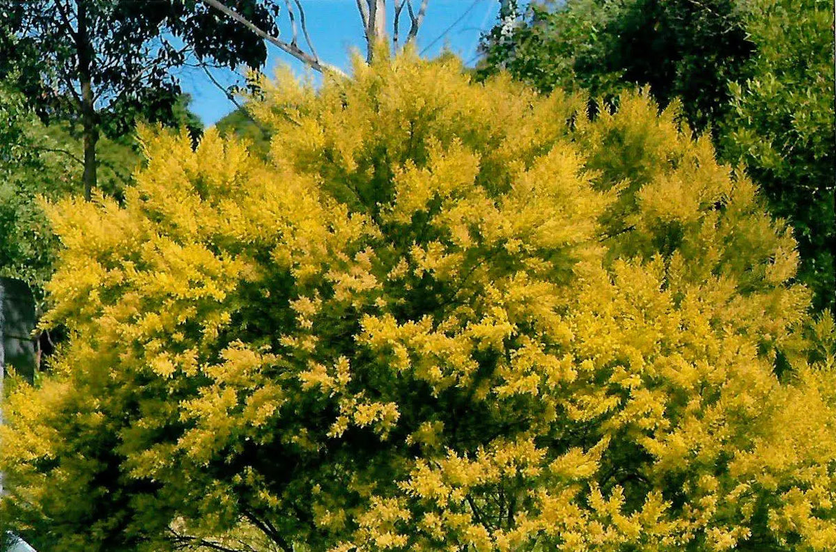 Wattle (Fringed)