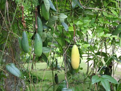Passionfruit (Banana)