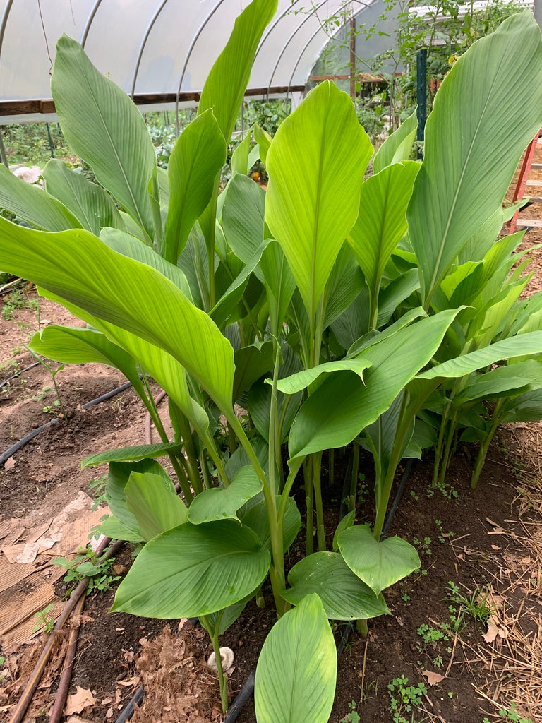 Turmeric (Yellow)