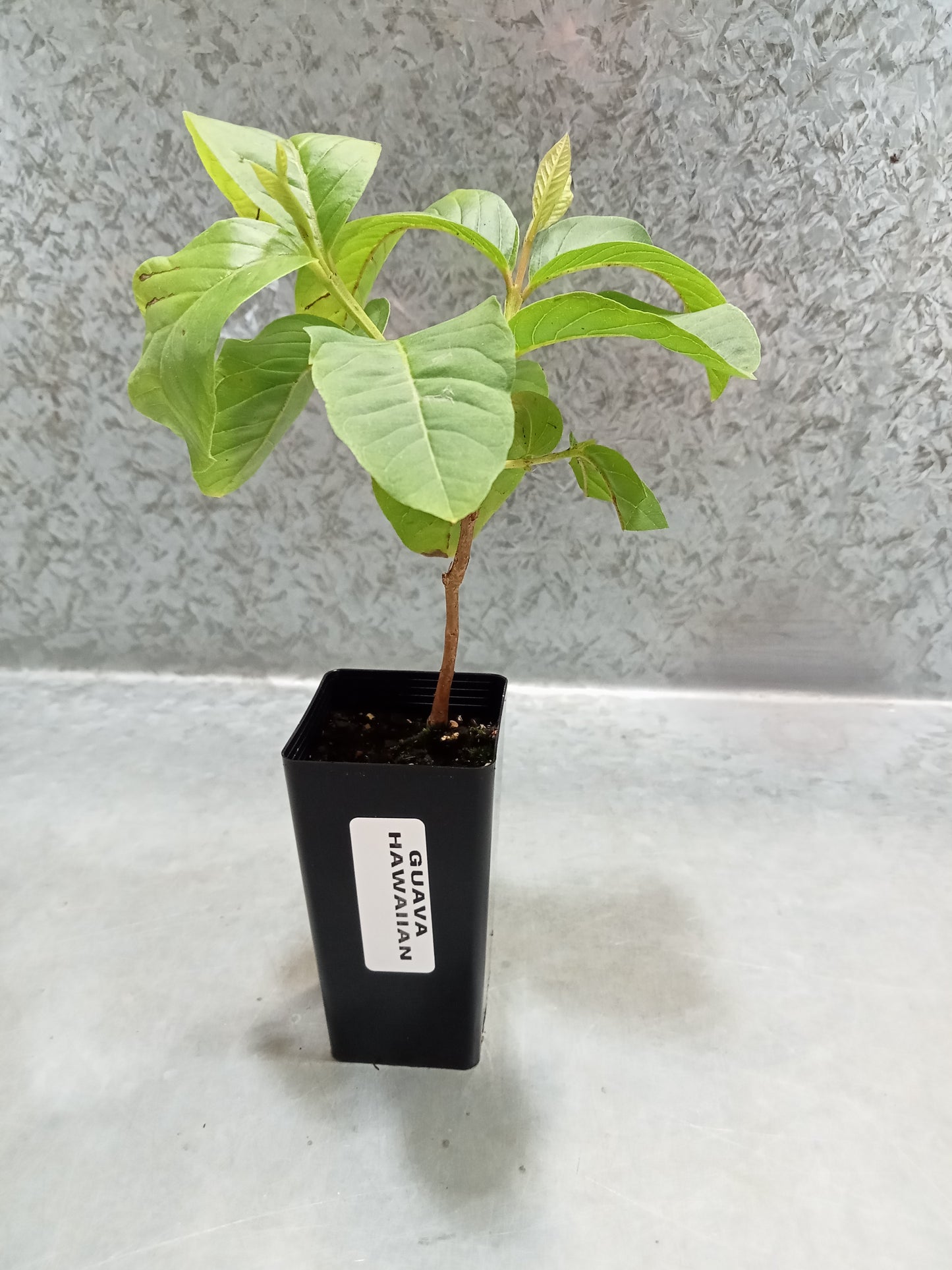 Guava (Hawaiian)