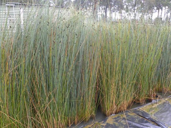 Sedge (Grey)