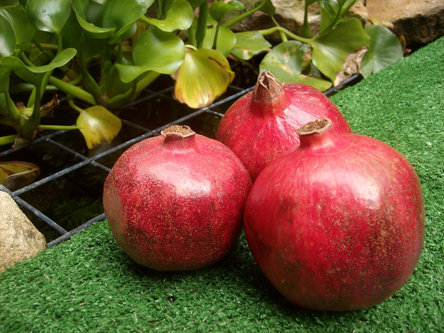Pomegranate (Wonderful)