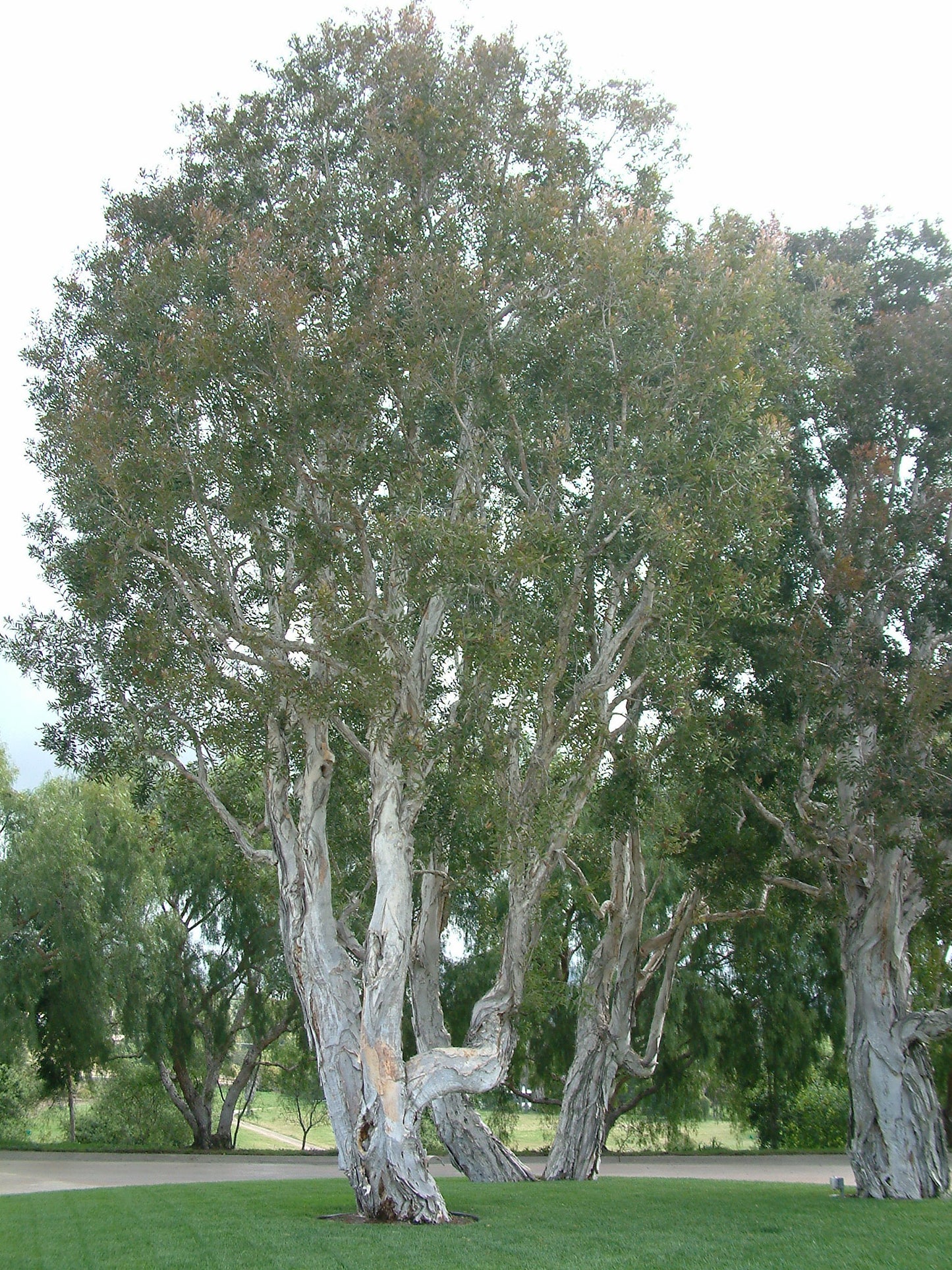 Broad leaved paperbark