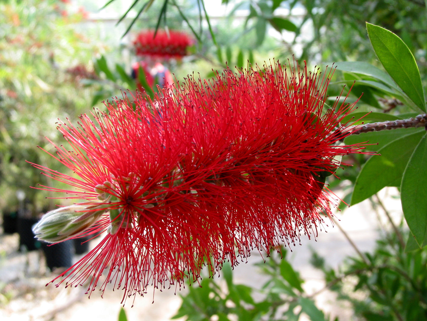 Callistemon (Crimson)