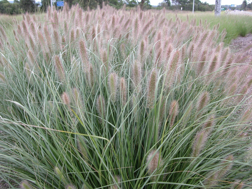 Foxtail (Coastal Swamp)