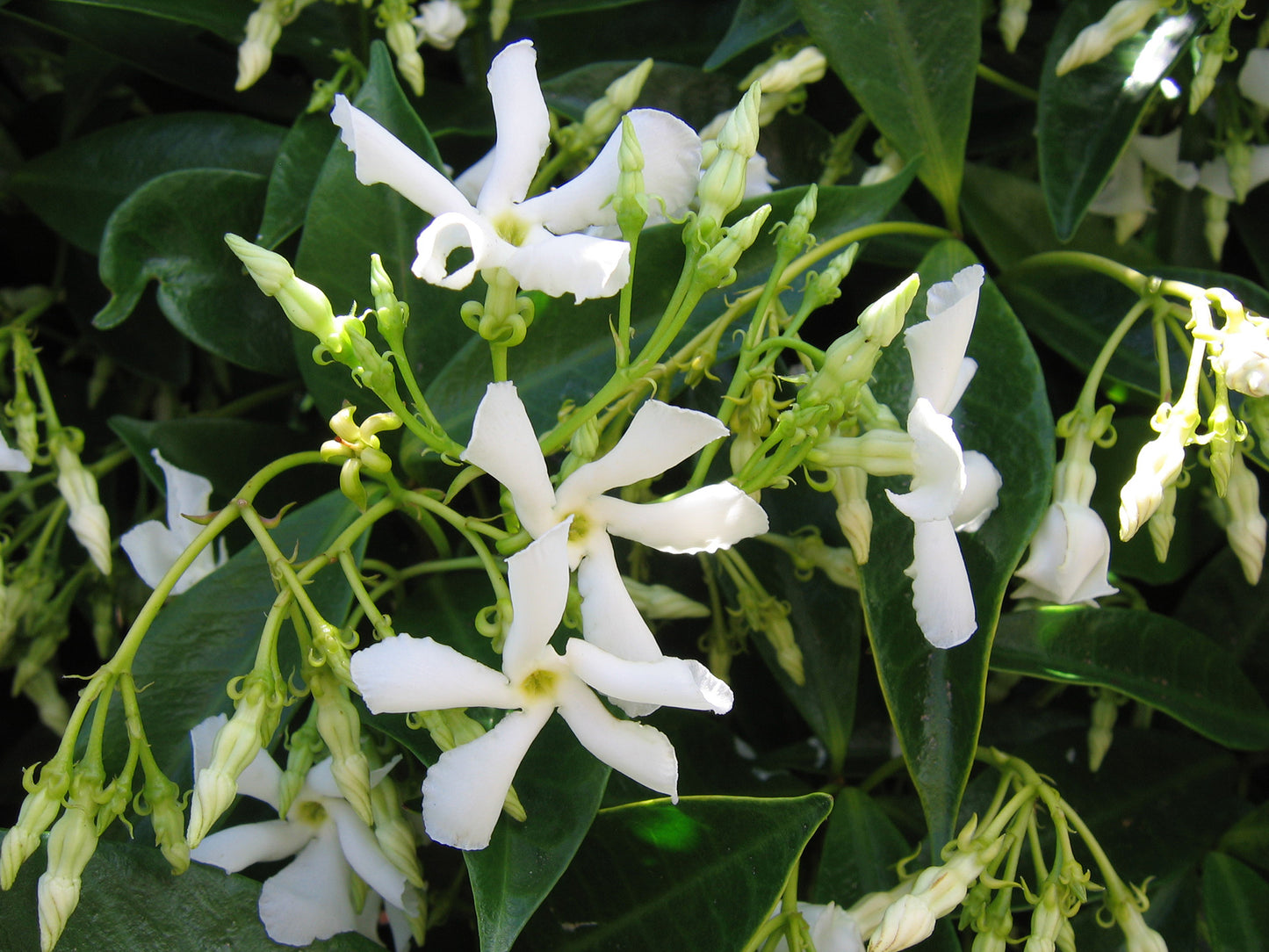 Jasmine (Star)