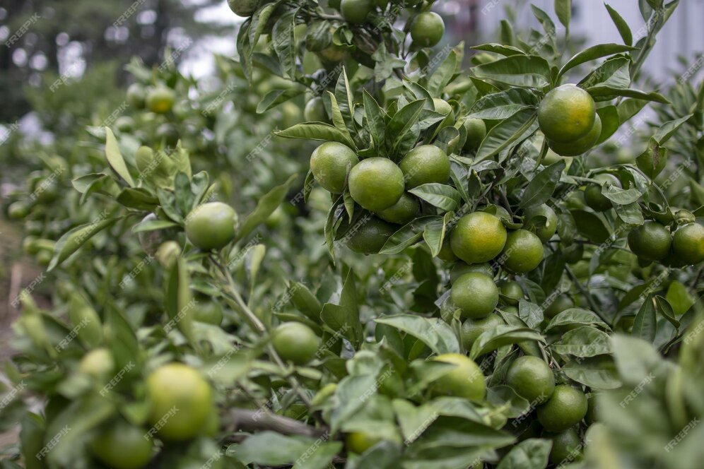 Lime (Calamansi)