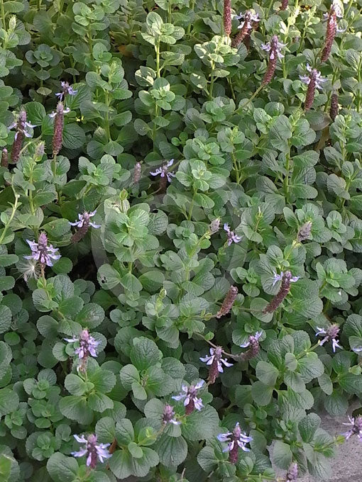 Plectranthus (Dogbane)