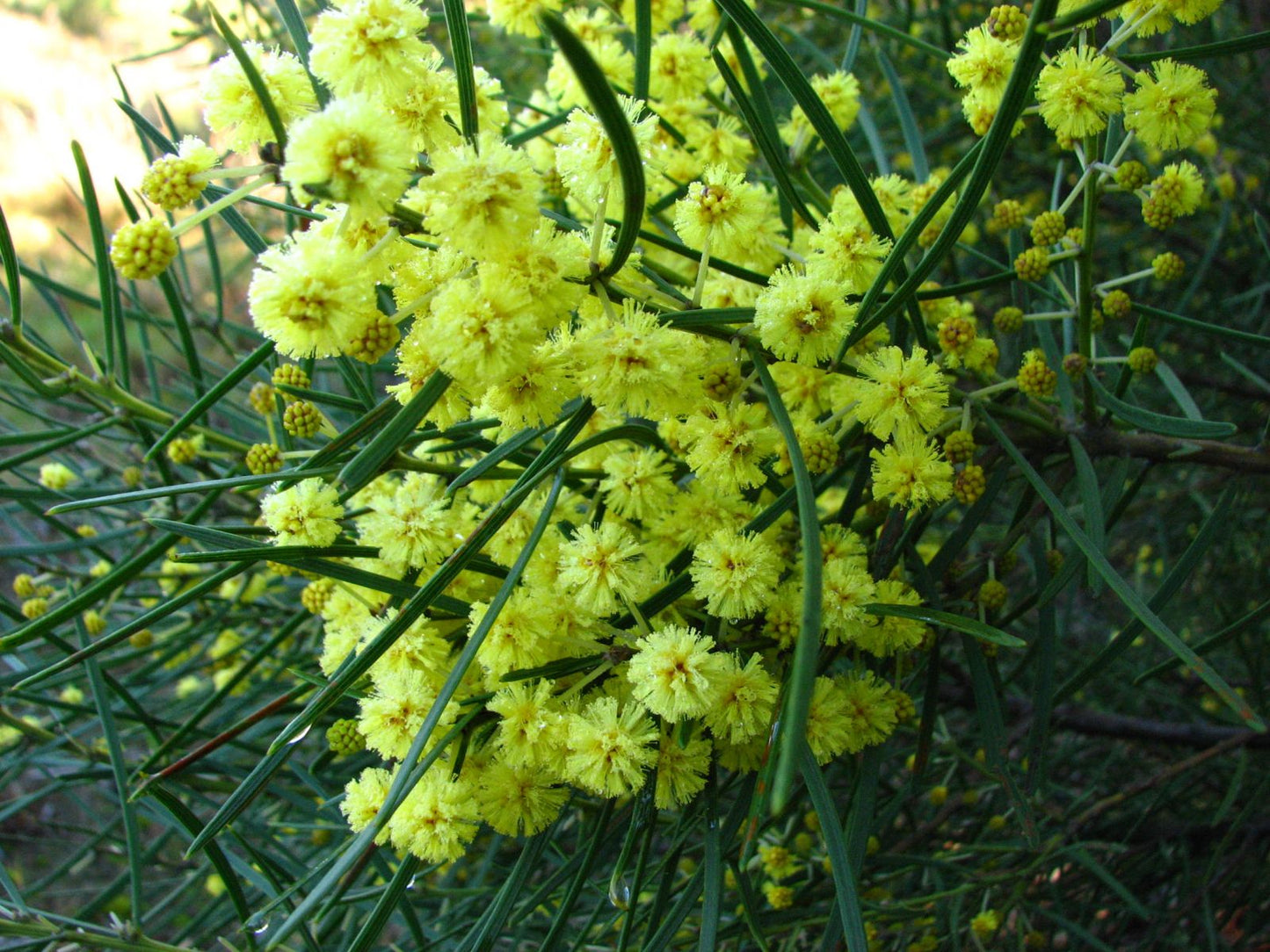 Wattle (Slender)