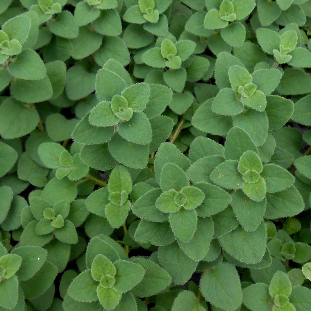 Oregano (Hot and Spicey)