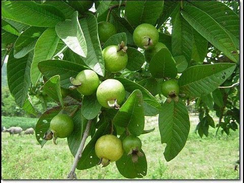 Guava (Indian)