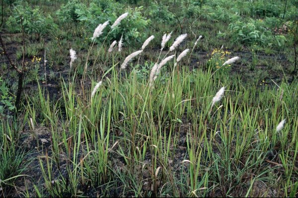 Bladey Grass