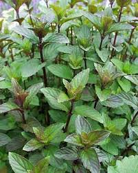 Mint (Chocolate)