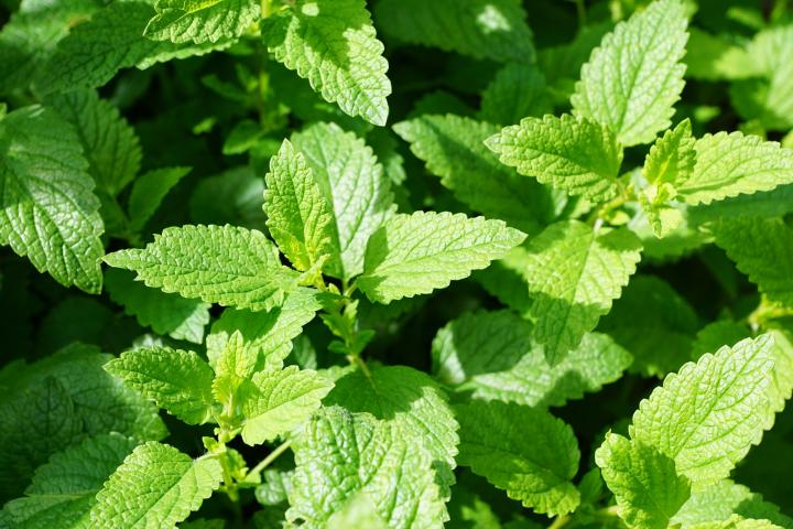 Mint (Common Garden)