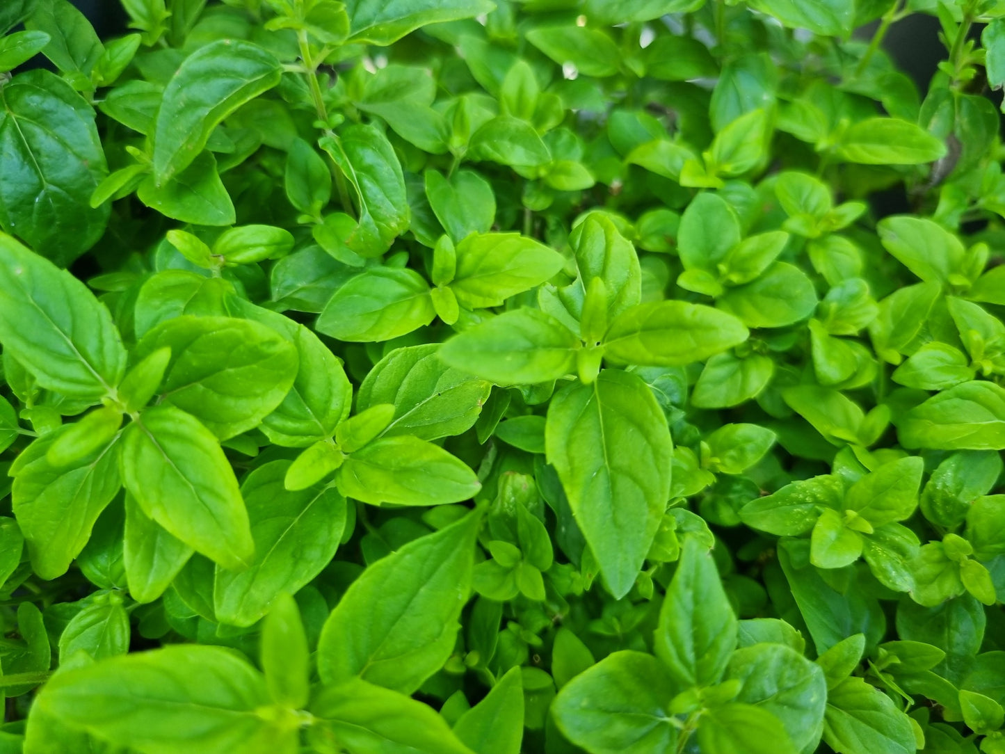 Mint (Native River)
