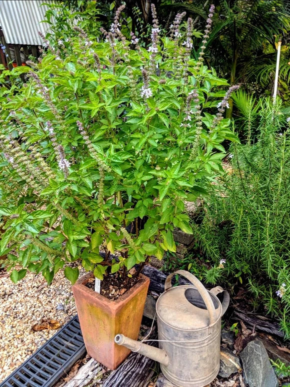 Basil (Perennial)
