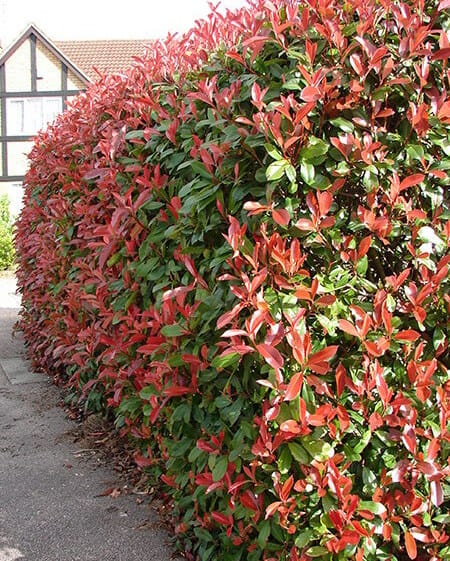 Photinia (Red Robin)