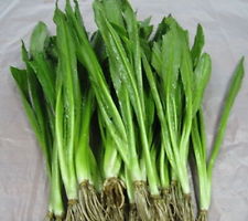Coriander (Sawtooth)