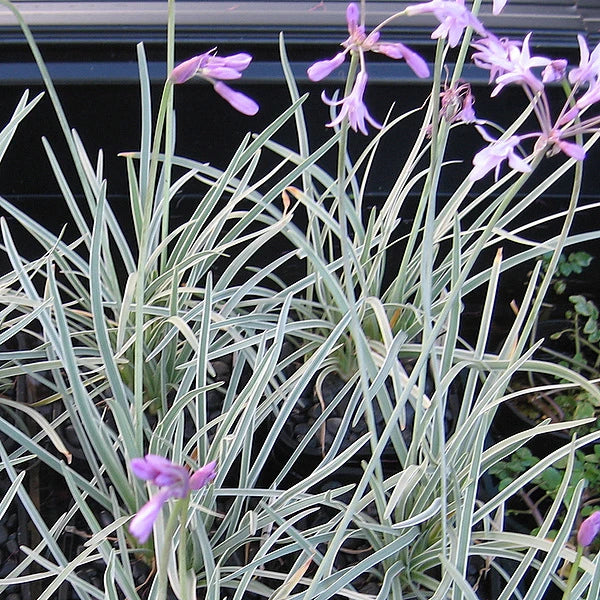 Society garlic (Variegated)