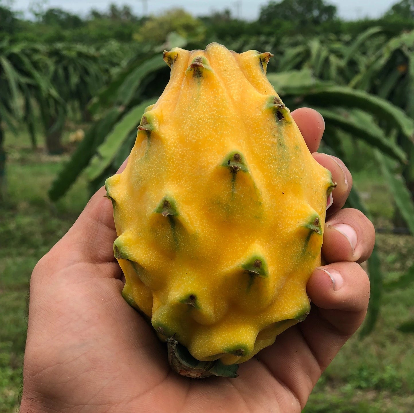Dragon fruit (Yellow)