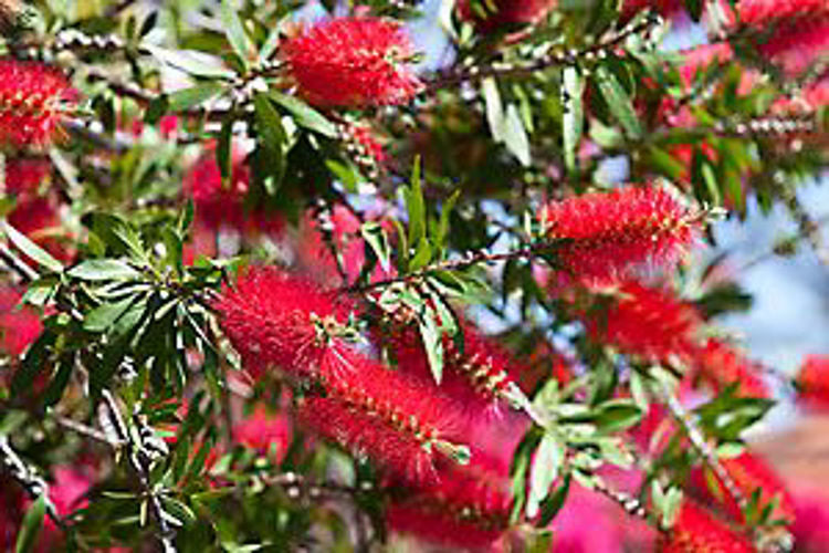 Aussie native plants