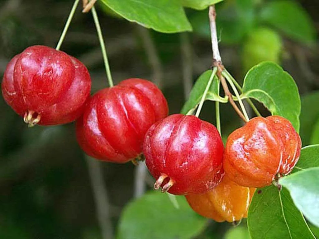 Edible fruits
