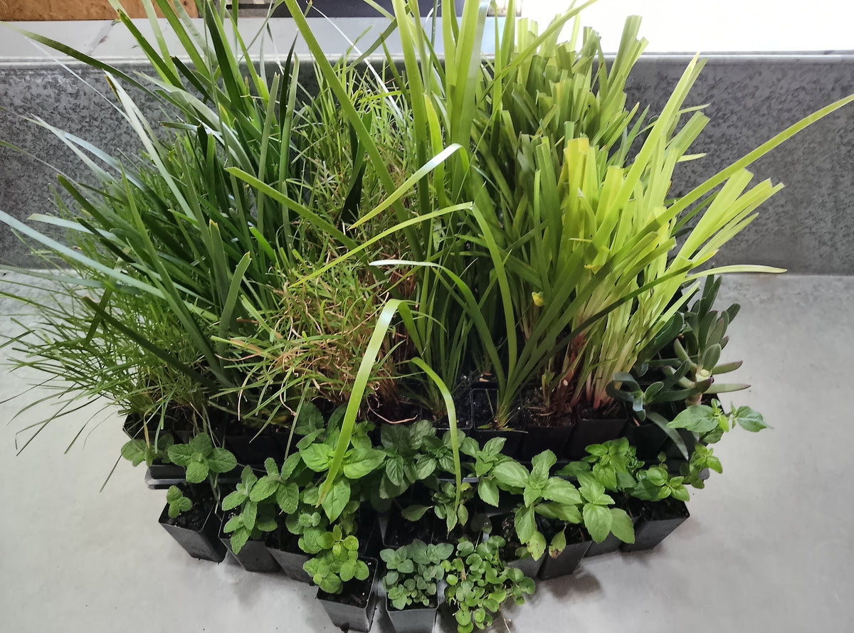Bulk Pack Planting Range