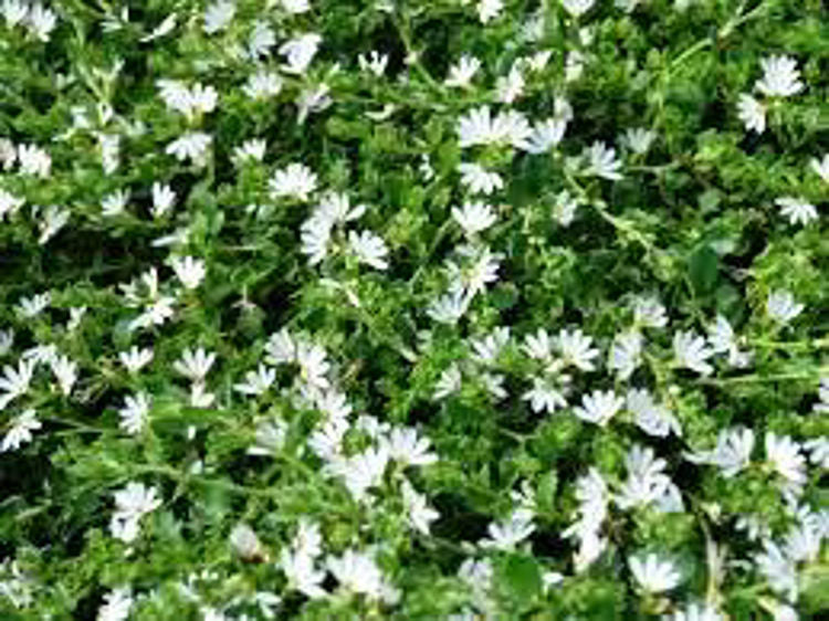 Fan flower (White)