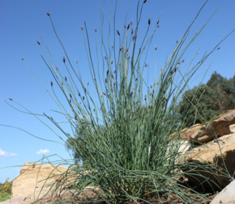 Sedge (Grey)