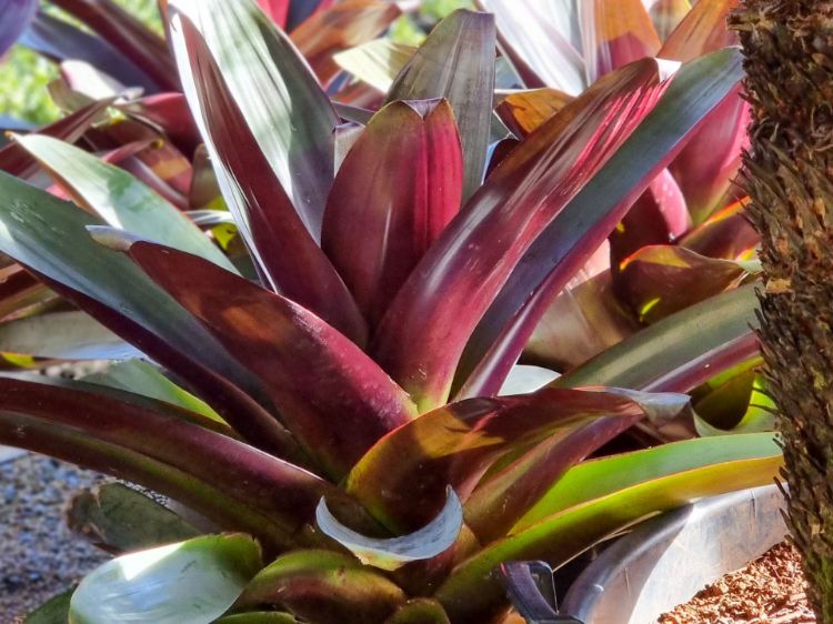 Bromeliad (Silver Plum)