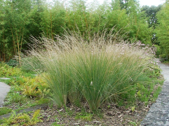 5 PACK Tussock Grass (Common). Only $3.95 per plant.