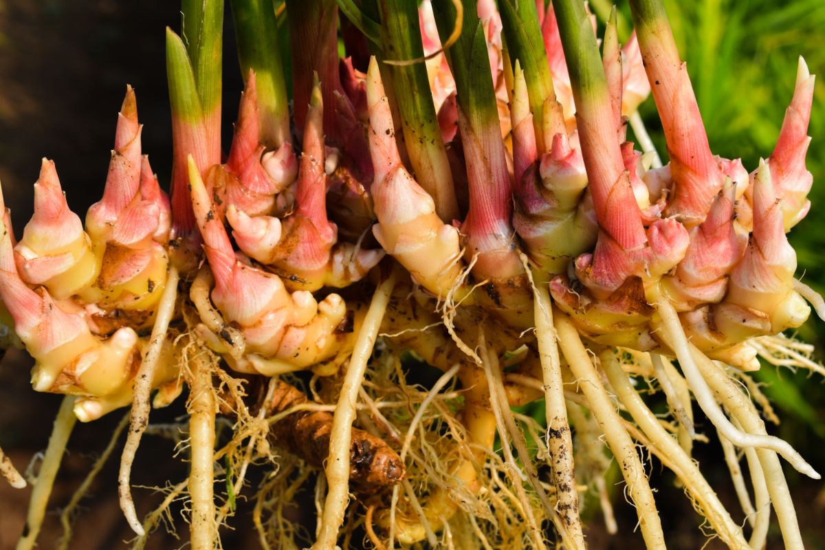 Ginger (Edible)