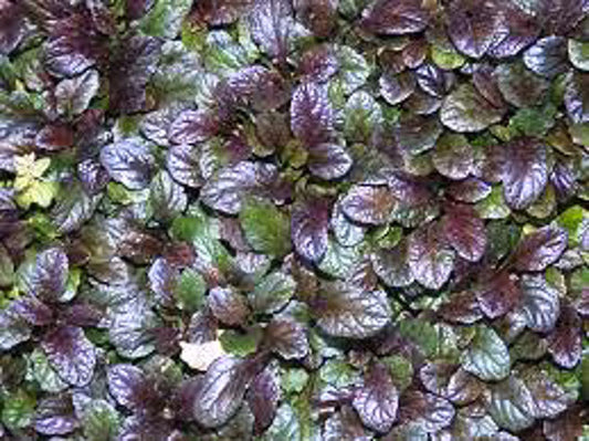 Ajuga (Purple Leaf)