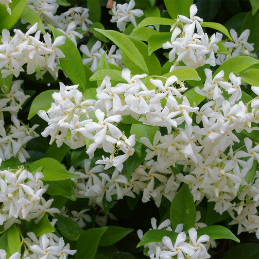 Jasmine (Star)