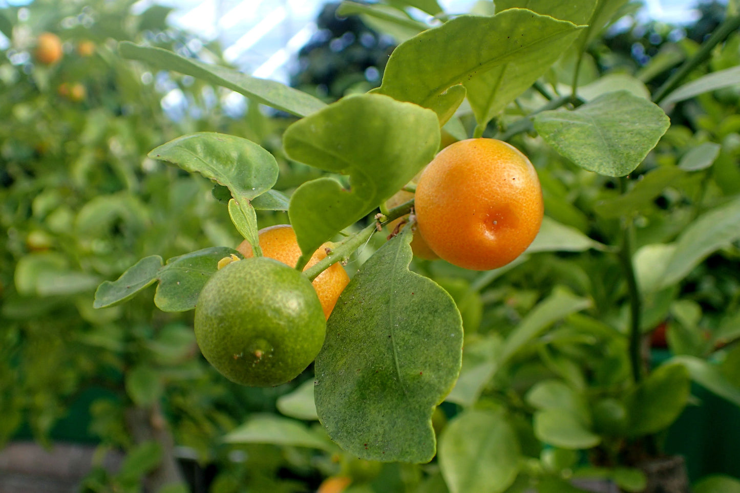 Lime (Calamansi)