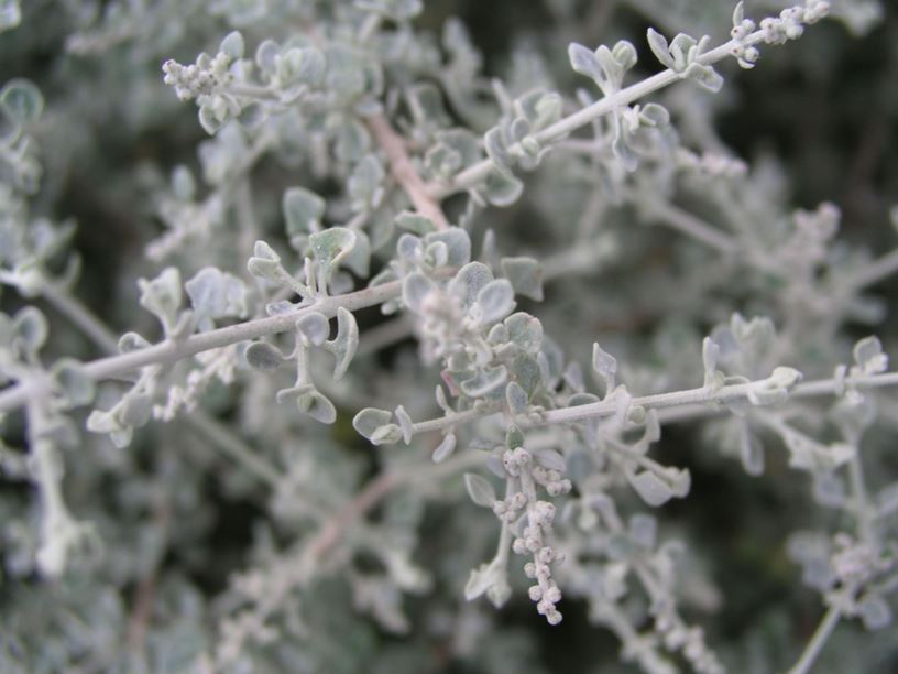 Saltbush (Spiny)