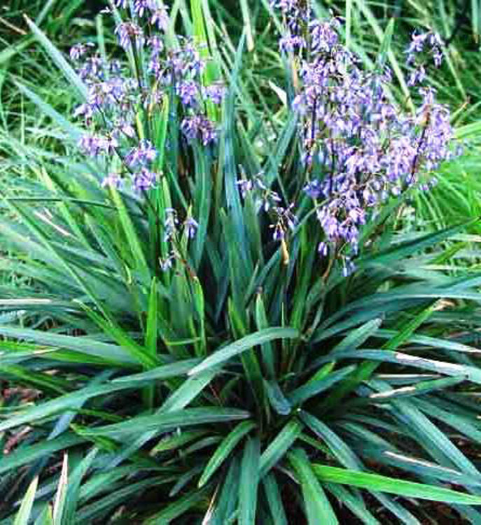 Lily (Blue Flax)