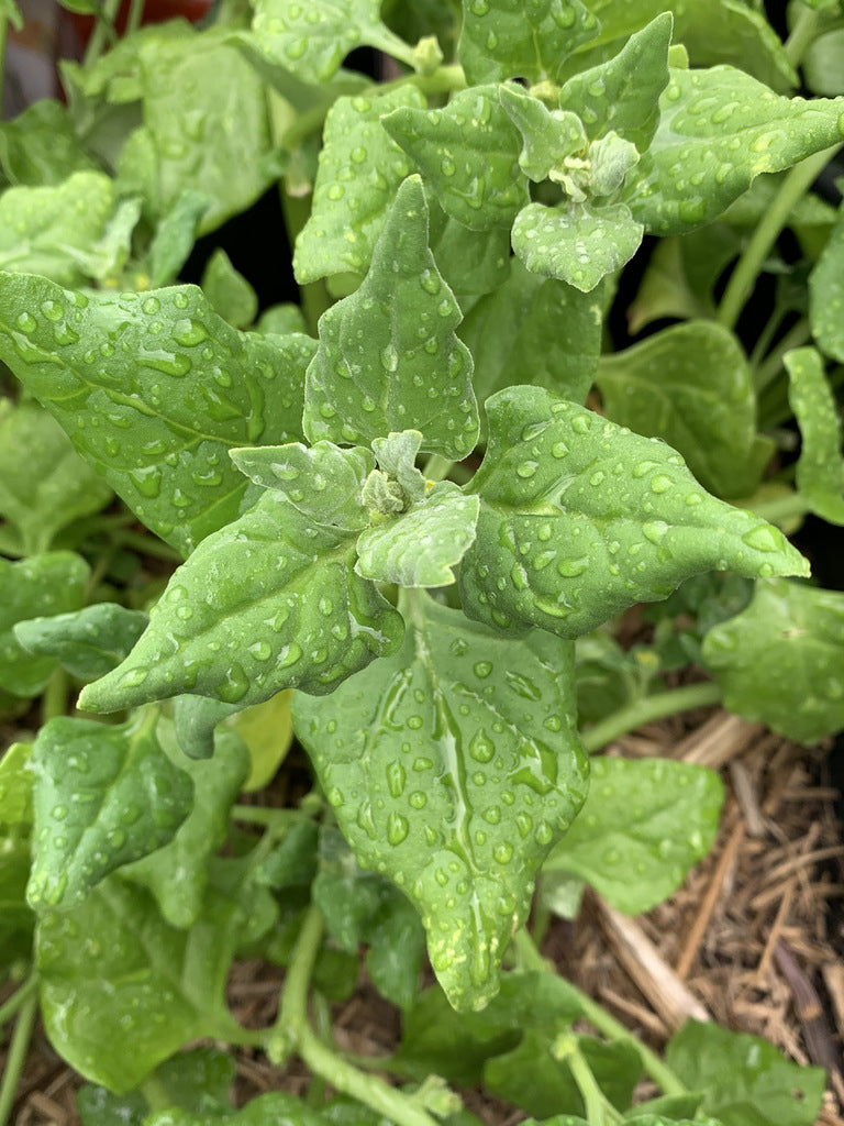 Warrigal greens