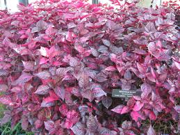Bloodleaf