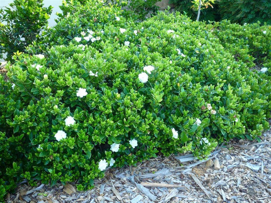 Gardenia (Florida)
