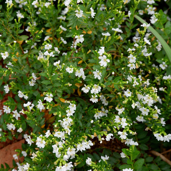 Cuphea (White)