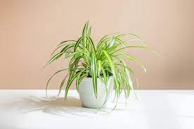 Spider plant