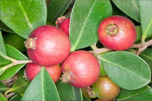 Guava (Red Cherry)