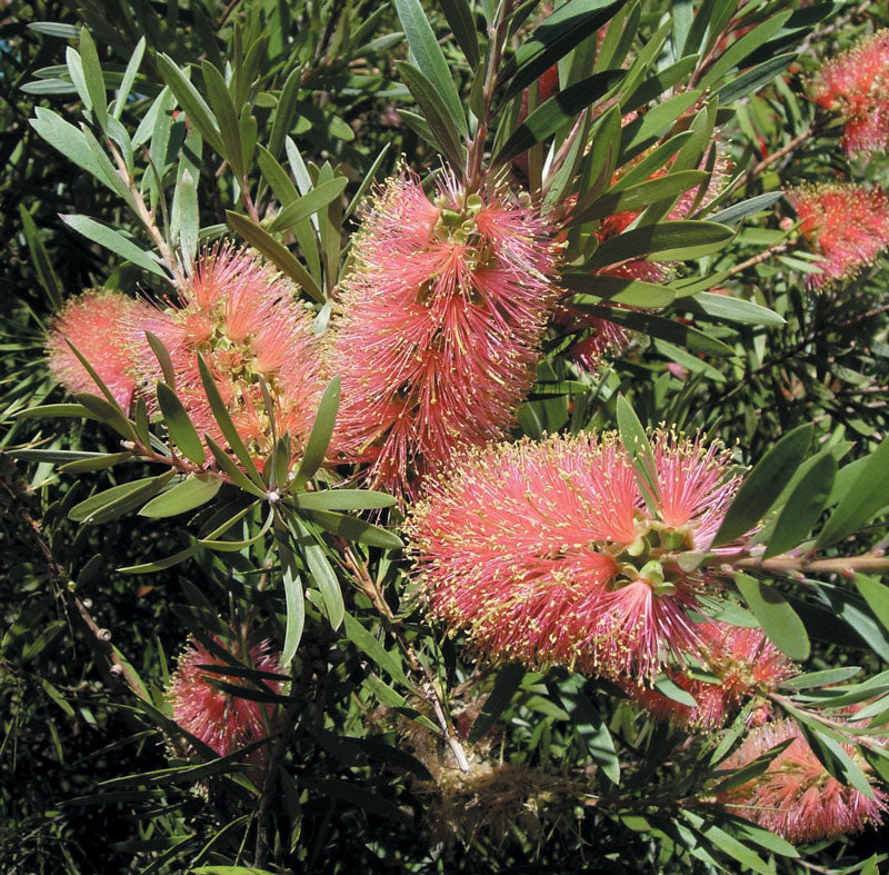 Callistemon (Pink Champagne)