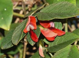 Dusky coral pea