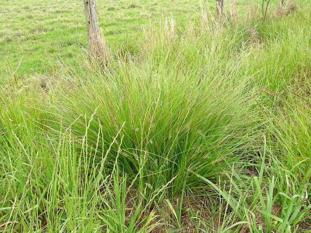 Sedge (Tall)
